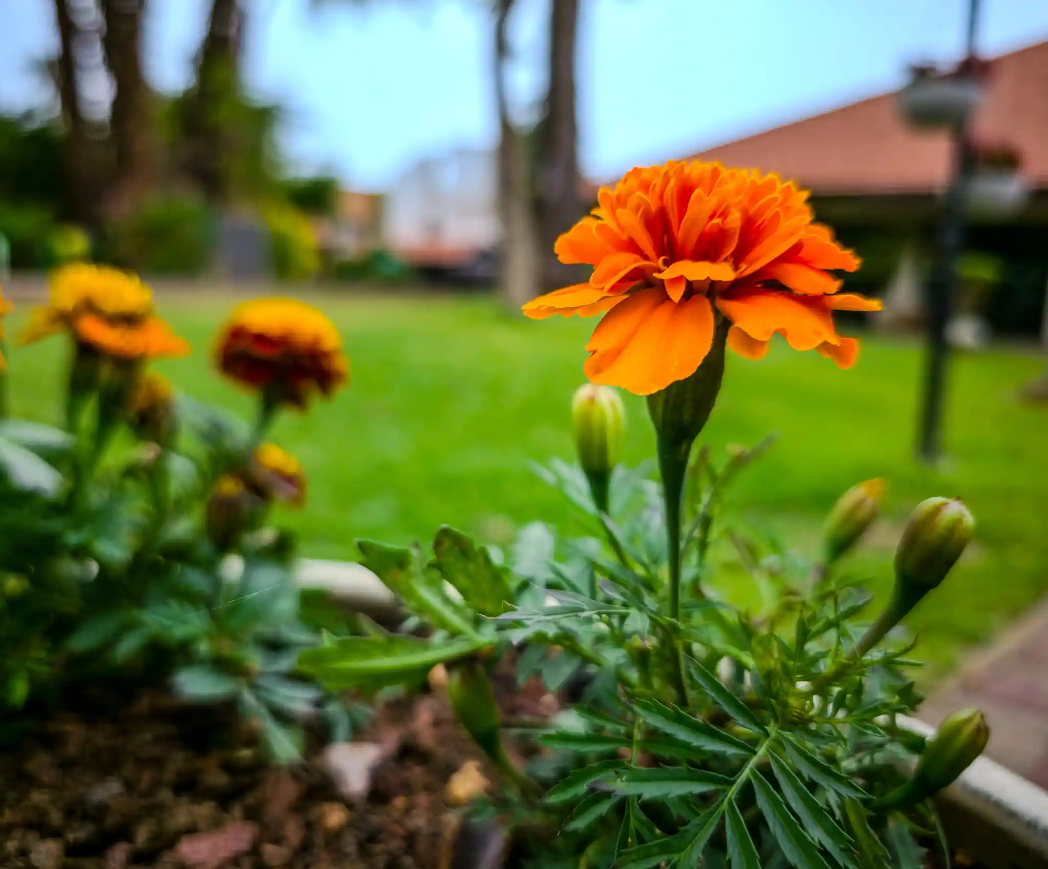 פרח כתום חד ומפורט מצולם מקרוב בגינת מלון הגושרים, כשברקע פרחים מטושטשים ודשא ירוק. התמונה צולמה במהלך סדנת צילום בסמארטפון לצוות הנשי של אוניברסיטת תל חי, כהדגמה לעומק שדה ומיקוד ידני.