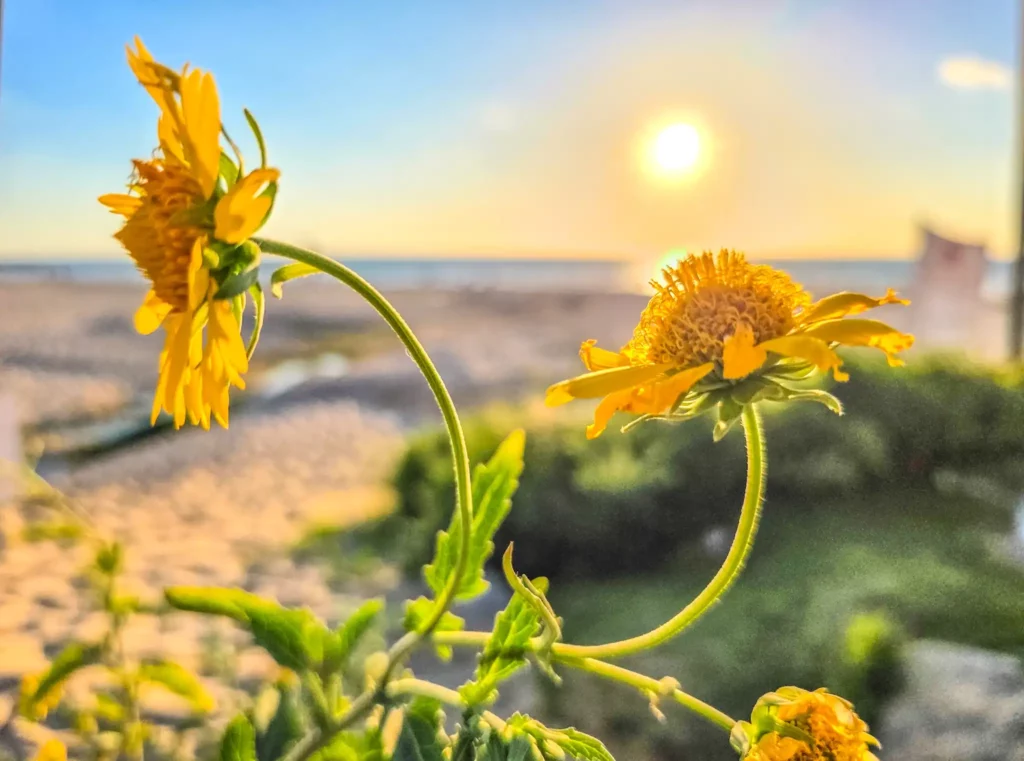 צילום תקריב חד של שני פרחים צהובים עם עלי כותרת מפורקים חלקית, צומחים מגבעולים ירוקים ומעוקלים. ברקע מטושטש נראים חוף הים של אשקלון, דיונות חול בהירות, ים שקט ושמש עגולה שוקעת נמוך באופק, בשמיים בגוני צהוב וכחול רך.